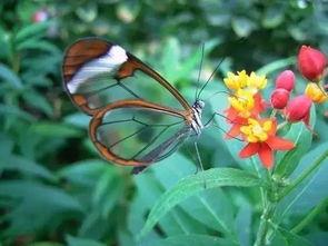 阳台上的一盏明灯